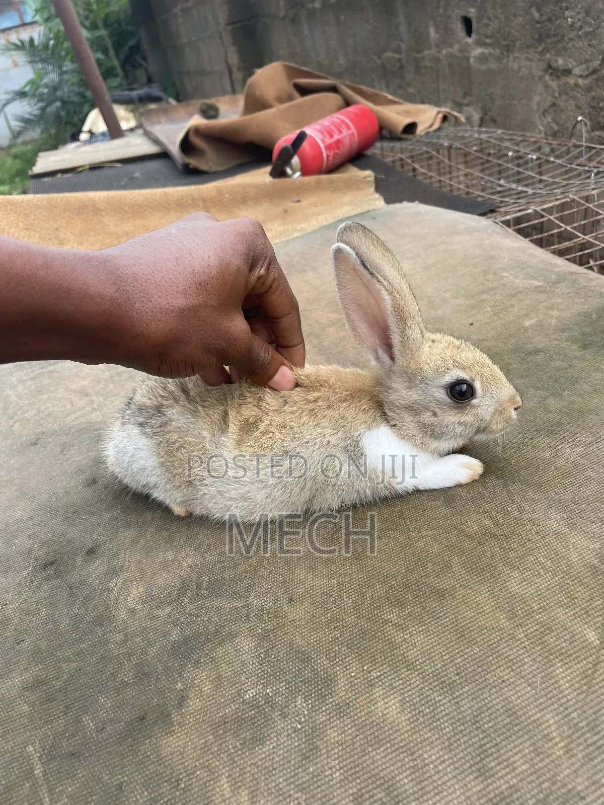 Healthy Rabbit Breed