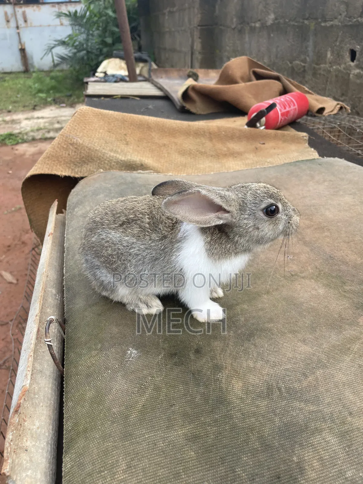 Healthy Rabbit Breed