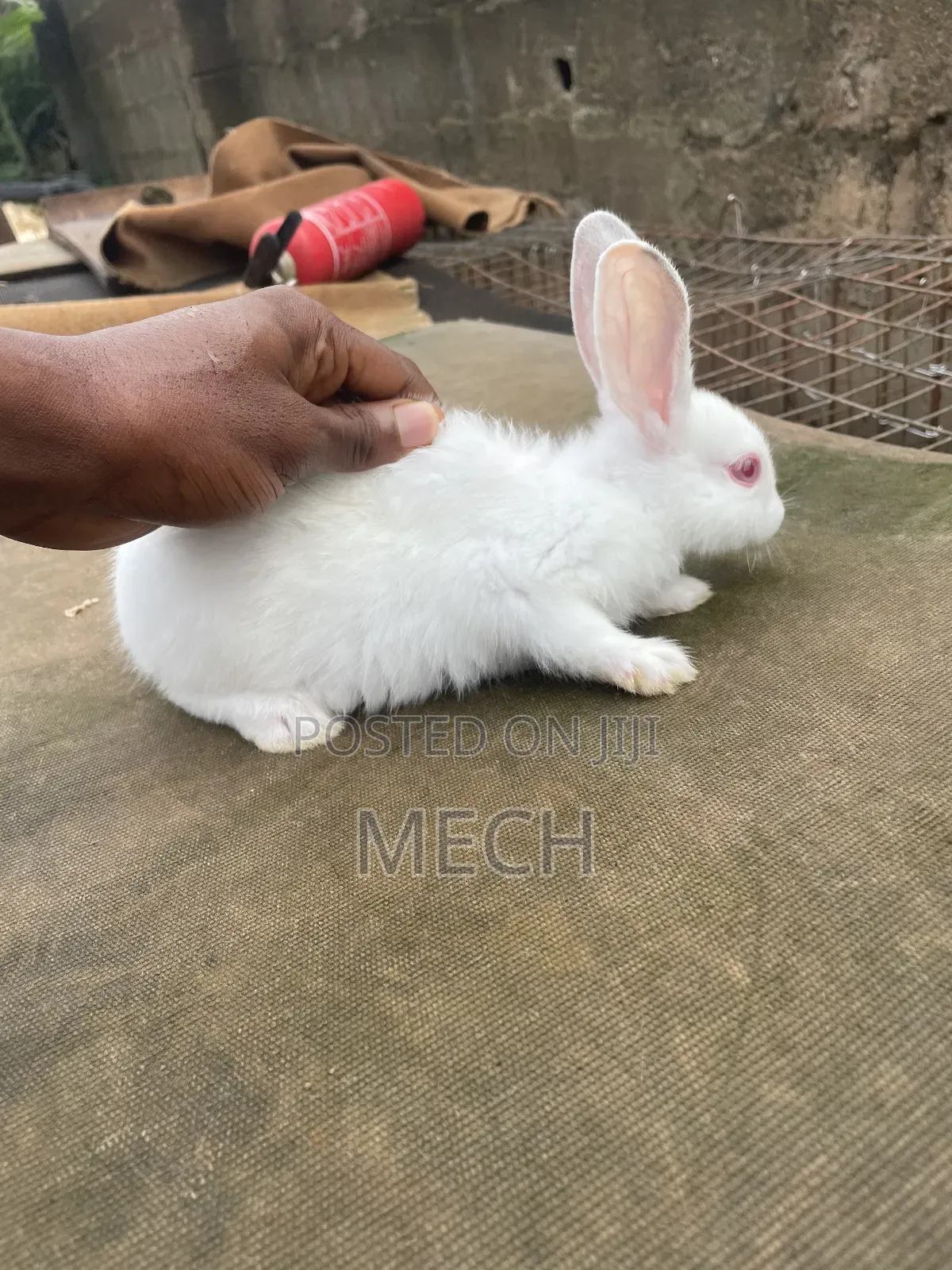 Healthy Rabbit Breed