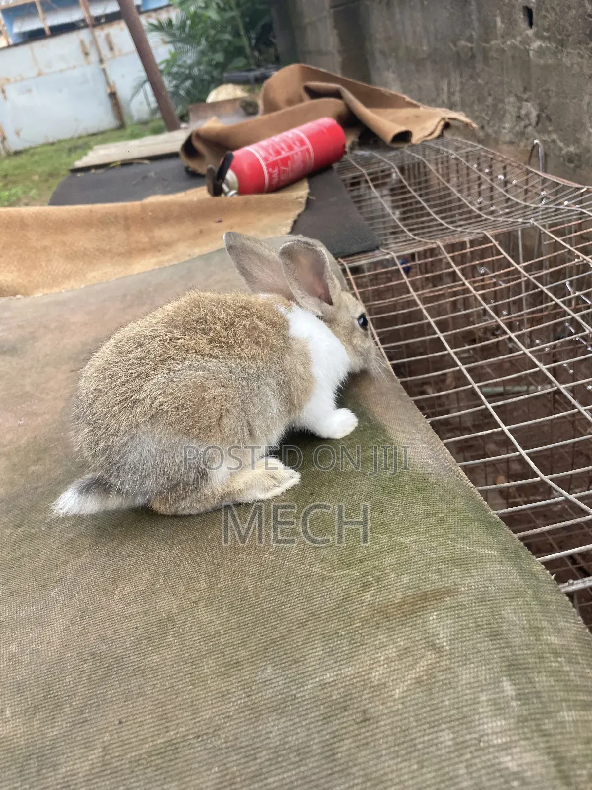 Healthy Rabbit Breed