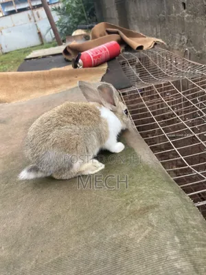 Healthy Rabbit Breed