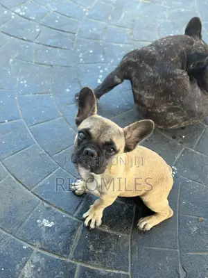 1-3 months Male Purebred French Bulldog