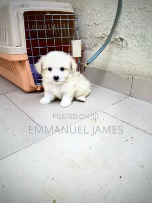 1-3 months Female Purebred Lhasa Apso