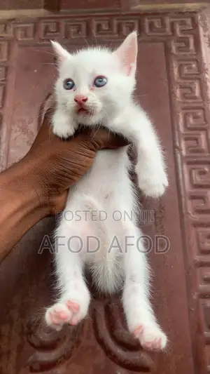 1-3 months Female Mixed Breed Turkish Angora