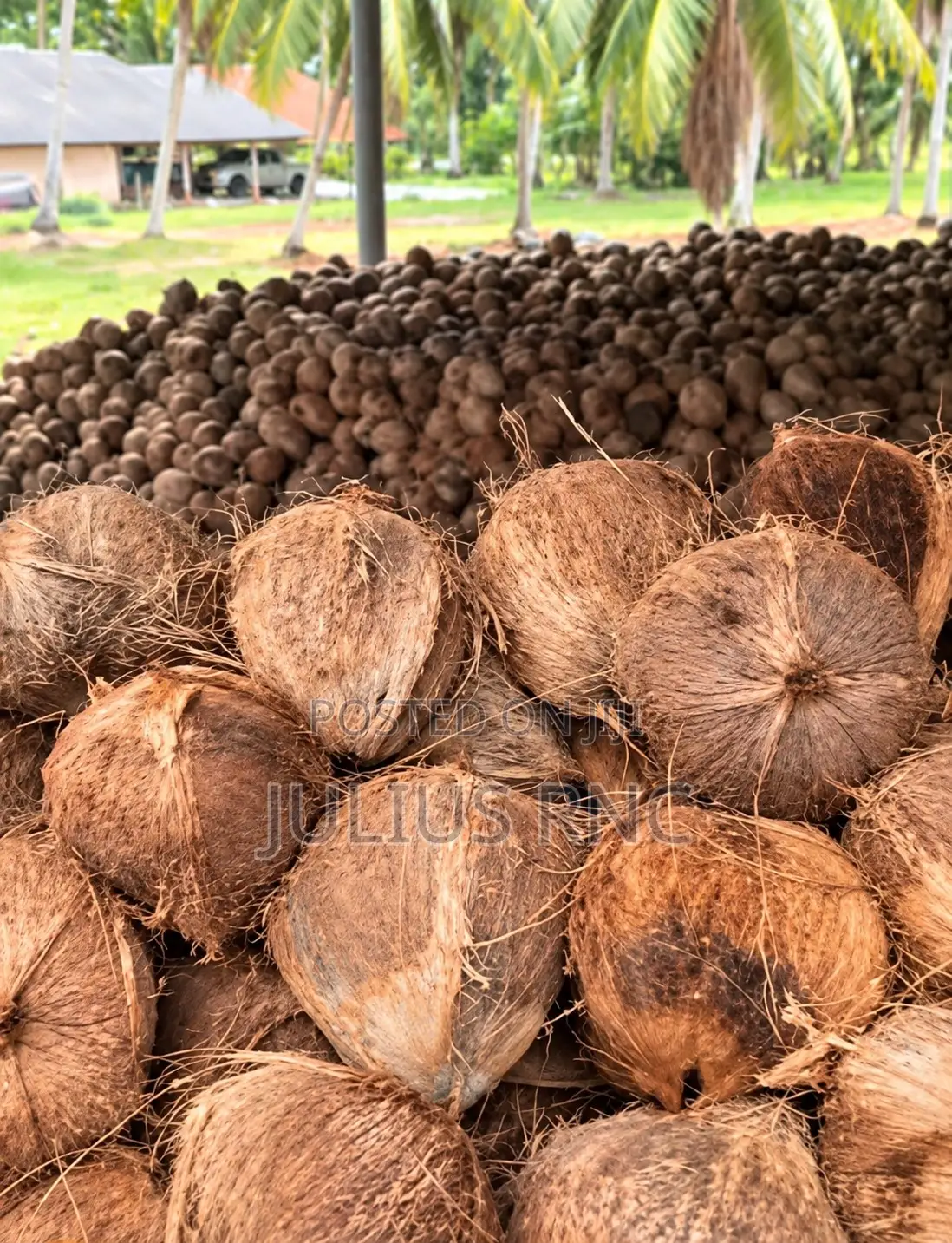 Coconuts Available in Tonns