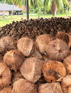 Coconuts Available in Tonns