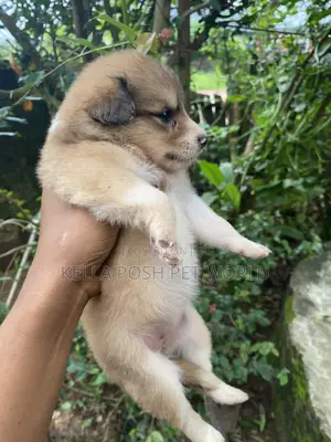 1-3 months Female Mixed Breed Dog