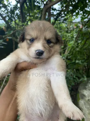 1-3 months Female Mixed Breed Dog