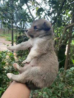 1-3 months Male Mixed Breed Dog