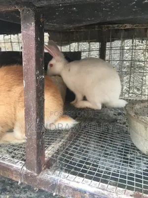 High Quality Rabbits for Sale