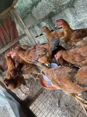 Healthy Mature Noiler Chickens for Sale in Ibadan