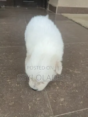 1-3 months Male Purebred American Eskimo