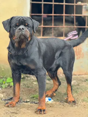 1+ year Male Purebred Rottweiler