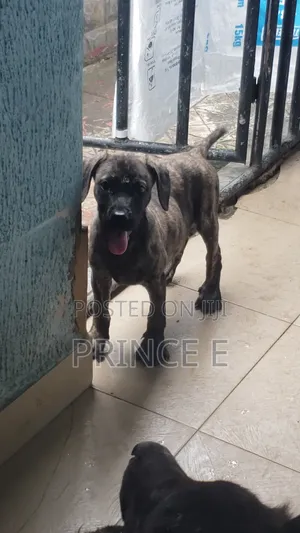 1-3 months Male Purebred Boerboel