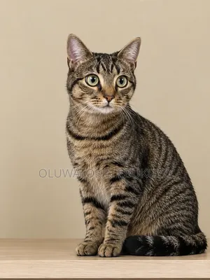6-12 months Male Mixed Breed Tabby