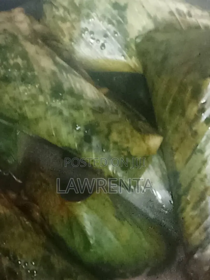 Moi-Moi and Leaf Rice