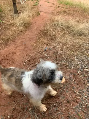 1+ year Female Mixed Breed Lhasa Apso
