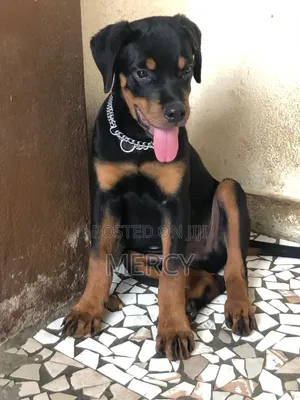 3-6 months Male Purebred Rottweiler