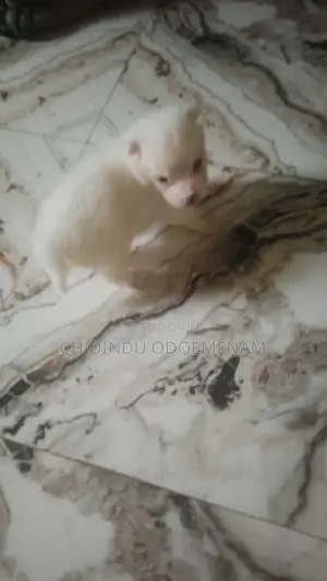 0-1 month Male Purebred American Eskimo