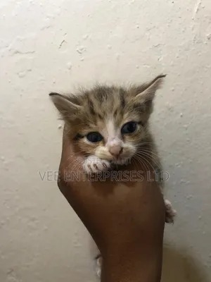 1-3 months Male Purebred Tabby