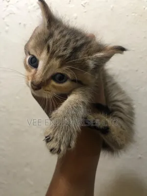 1-3 months Male Purebred Tabby