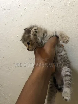1-3 months Male Purebred Tabby