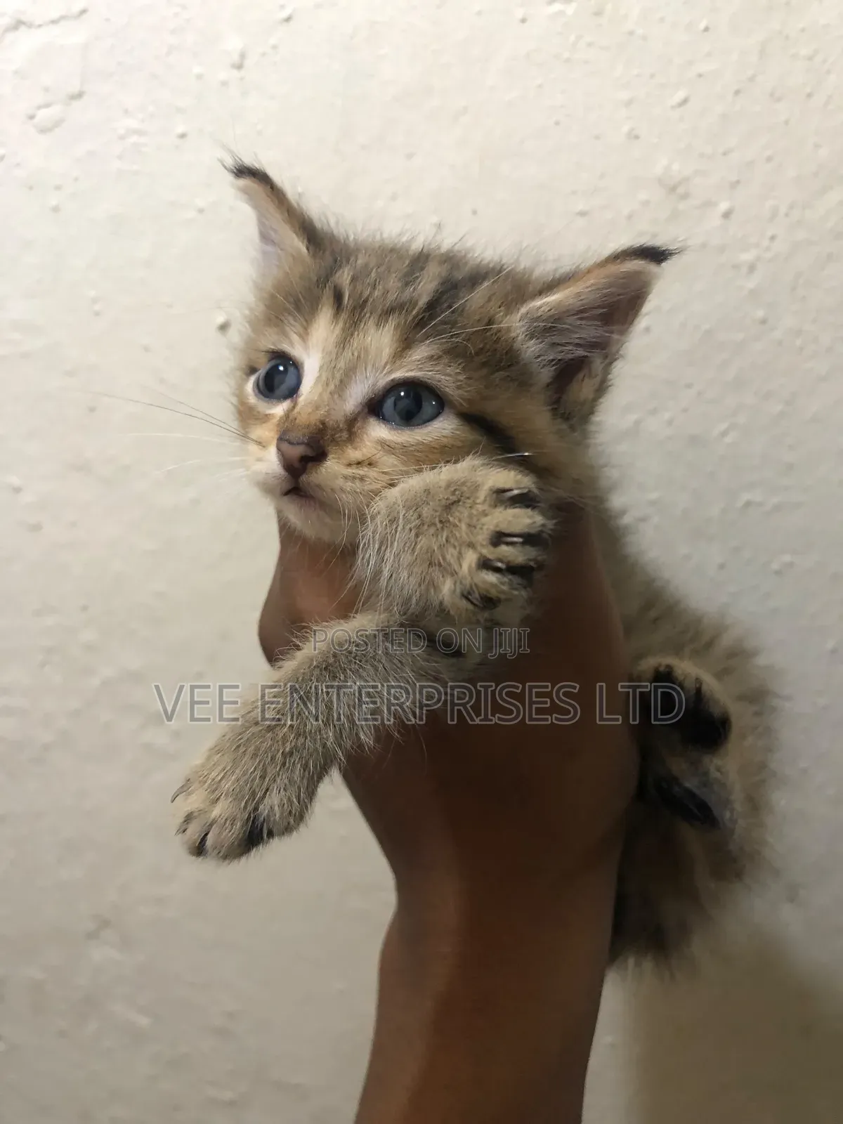 1-3 months Male Purebred Tabby