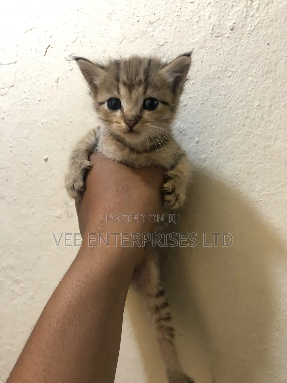 1-3 months Male Purebred Tabby