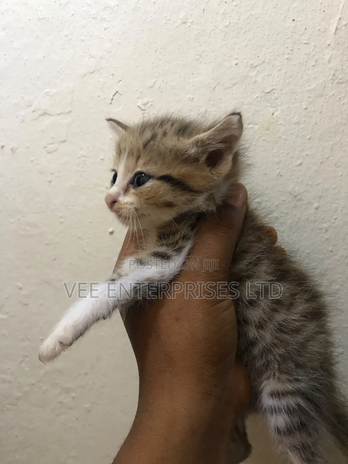 1-3 months Male Purebred Tabby