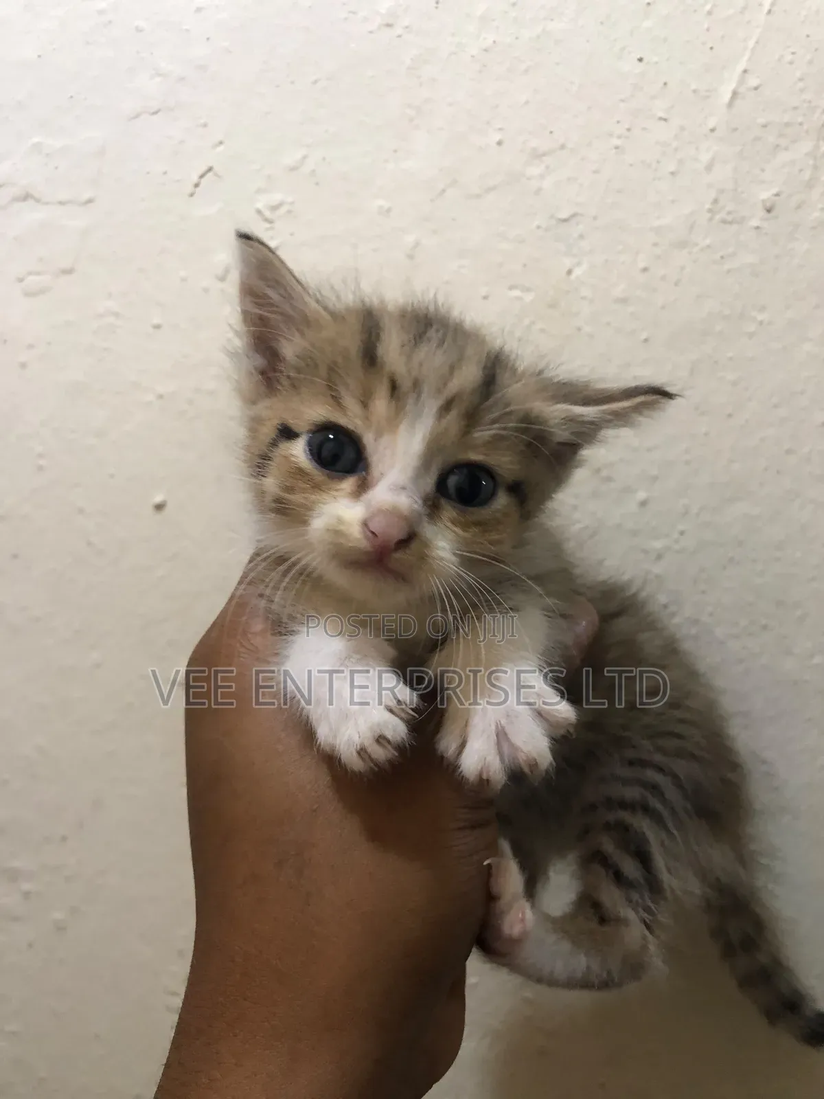 1-3 months Male Purebred Tabby