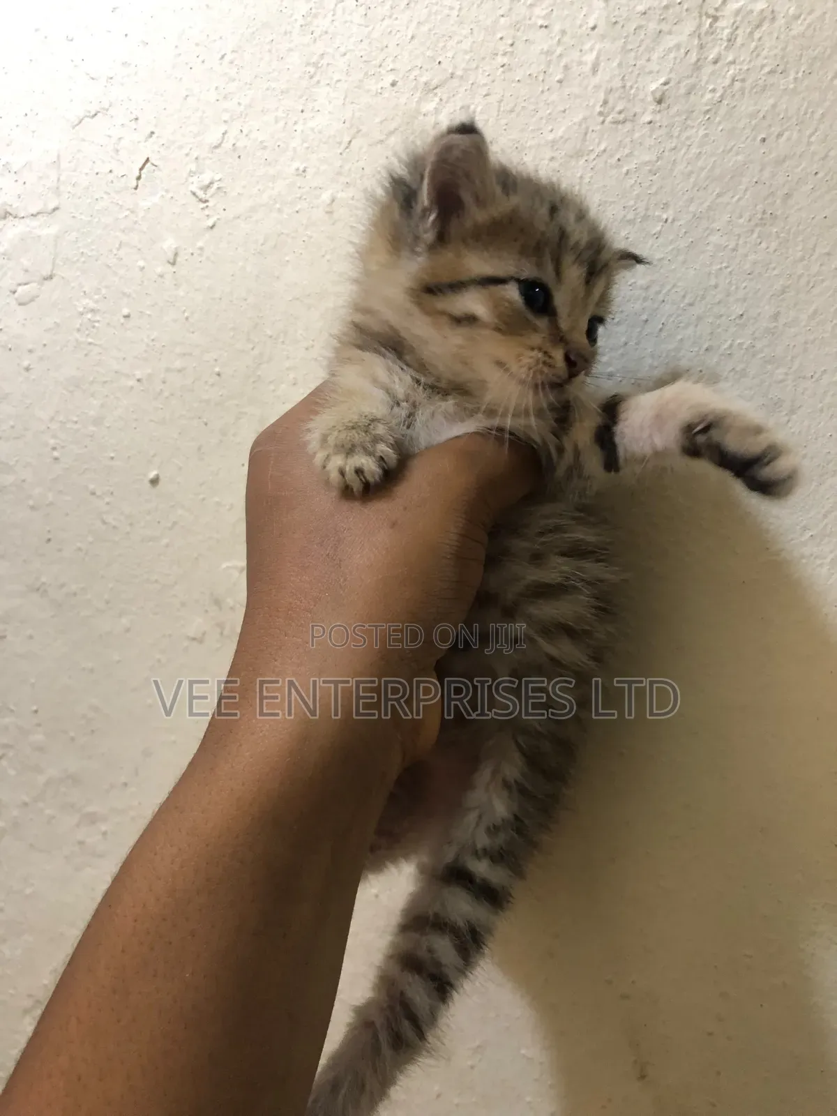 1-3 months Male Purebred Tabby