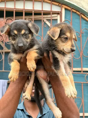 1-3 months Female Purebred German Shepherd