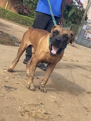 1+ year Male Purebred Boerboel
