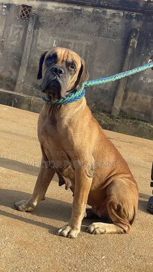 1+ year Female Purebred Boerboel