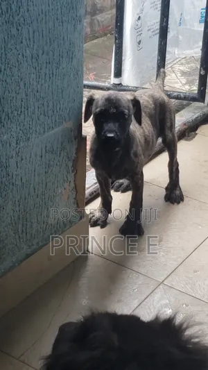 1-3 months Male Purebred Boerboel