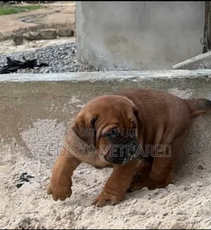1-3 months Female Purebred Boerboel