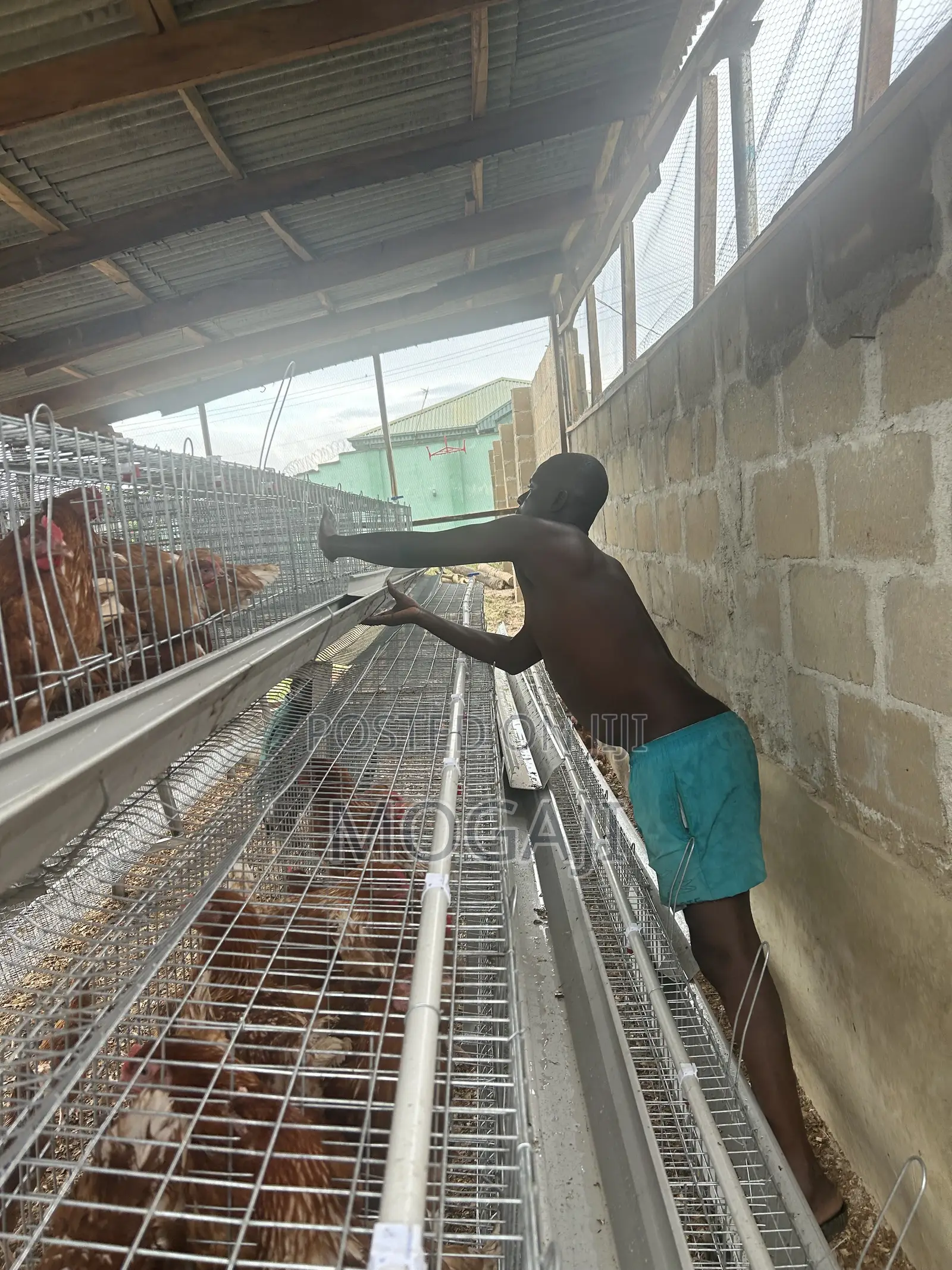 Imported Cage Construction