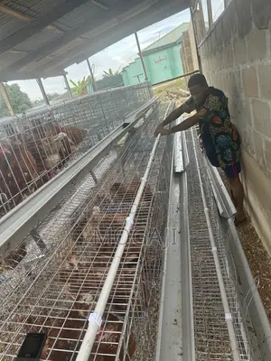 Imported Cage Construction