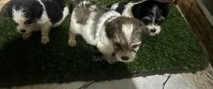 1-3 months Male Purebred Shih Tzu