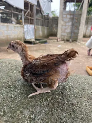 5 Weeks Noilers for Sell
