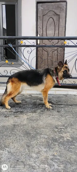 1+ year Female Purebred German Shepherd