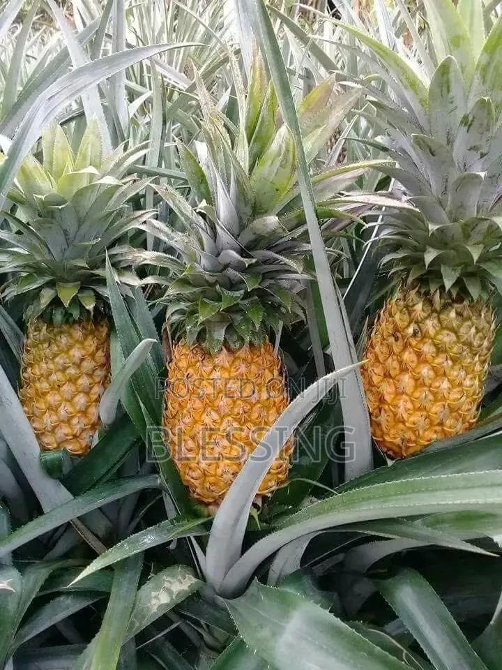 Fruit Sale and Supply