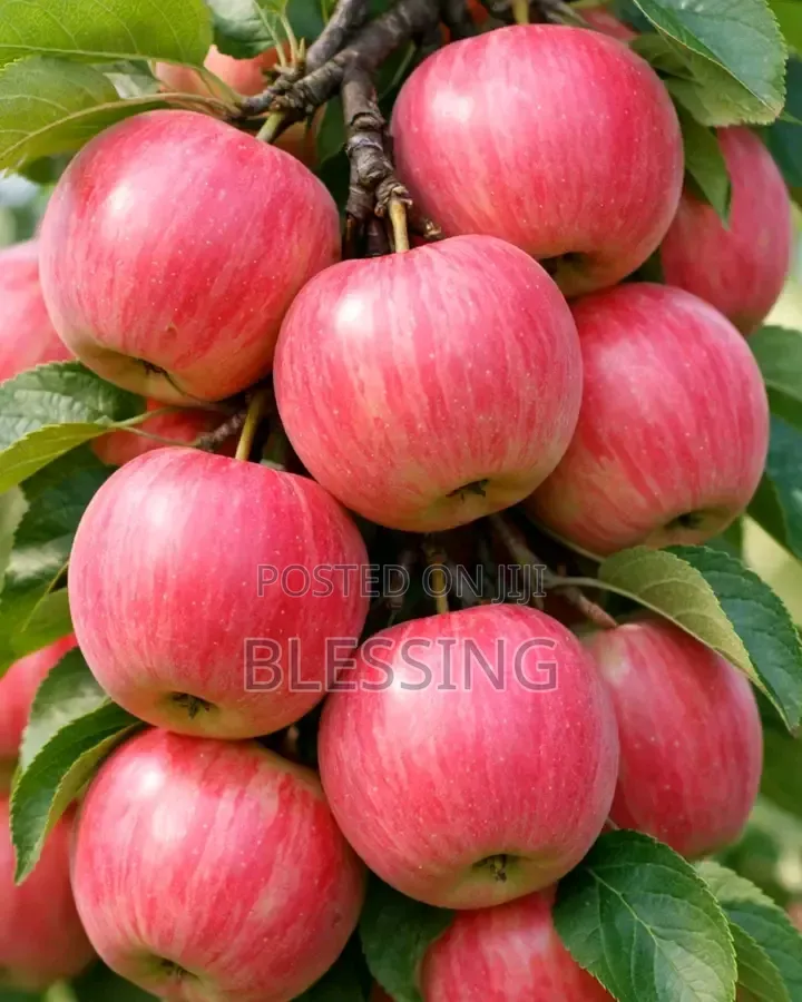 Fruit Sale and Supply