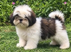 1-3 months Male Purebred Shih Tzu