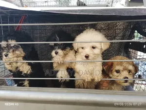 0-1 month Female Purebred Lhasa Apso
