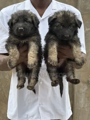 1-3 months Male Purebred German Shepherd