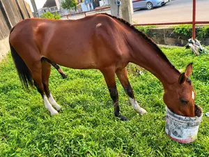 Healthy 3-Year-Old Barb Horse for Sale
