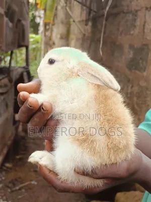 Pet Bunnies