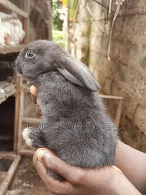 Pet Bunnies