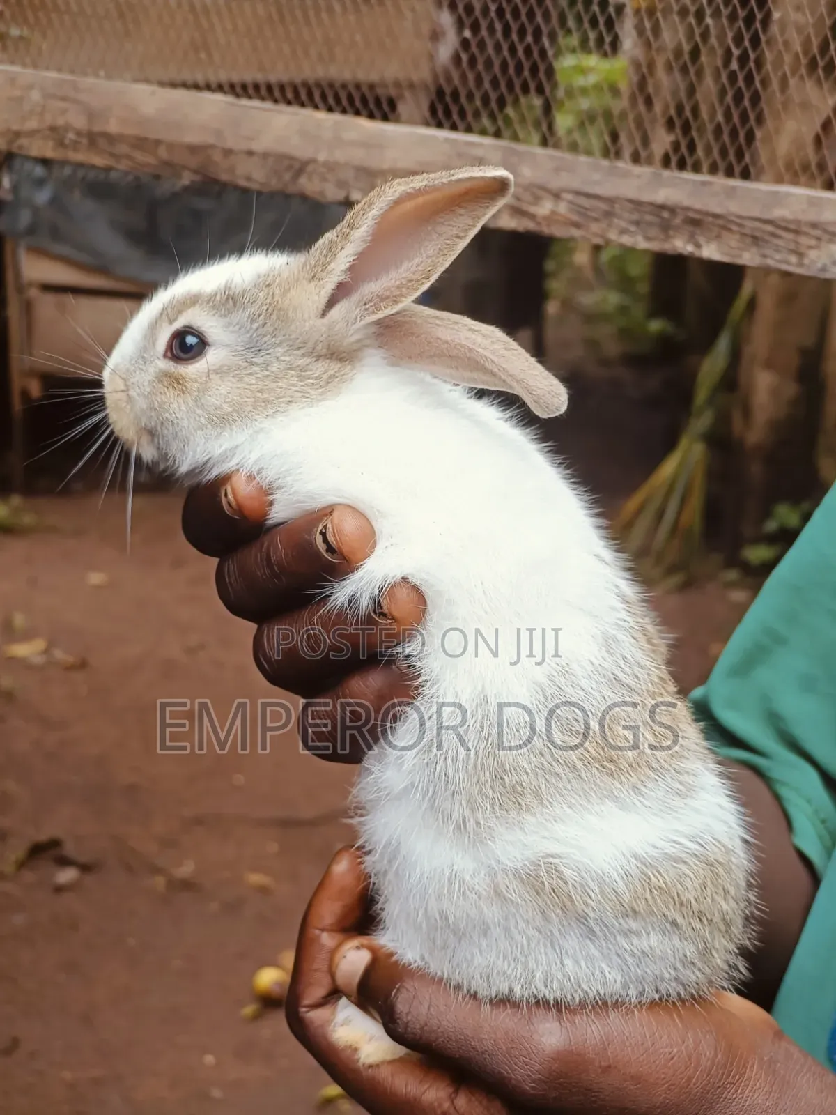 Pet Bunnies